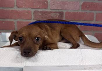 PEANUT -  Chihuahua and Mixed Breed Dog for Adoption in Houston, Texas - PEANUT | PetCurious