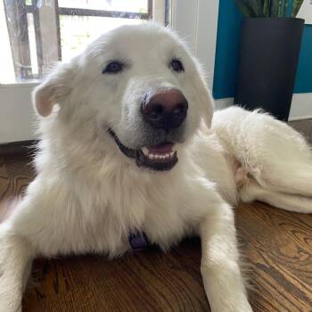 Hunny -  Great Pyrenees Dog for Adoption in Brentwood, Tennessee - Hunny | PetCurious