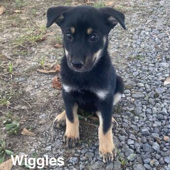 Wiggles -  Catahoula Leopard Dog and Shepherd Dog for Adoption in Glocester, Rhode Island - Wiggles | PetCurious