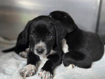 Labrador Retriever Dogs Available for Adoption in Albemarle, North Carolina - Toru | PetCurious