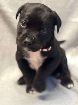 Rescue Labrador Retriever and Mixed Breed Dogs for Adoption in Burlington, Wisconsin - Alan | PetCurious