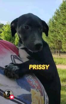 Rescue Labrador Retriever and Mixed Breed Dogs for Adoption in Livingston, Texas - Prissy | PetCurious