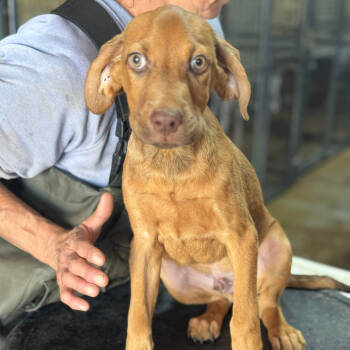 Rescue Hound Dogs for Adoption in Anahuac, Texas - Andy | PetCurious