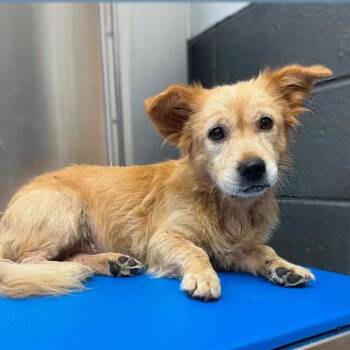 North -  Mixed Breed Dog for Adoption in New York, New York - North | PetCurious