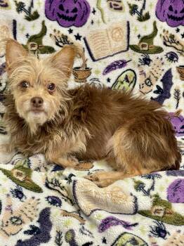 Whisper -  Yorkshire Terrier Dog for Adoption in Lacon, Illinois - Whisper | PetCurious