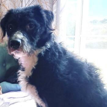 Max -  Terrier and Poodle Dog for Adoption in Cashmere, Washington - Max | PetCurious