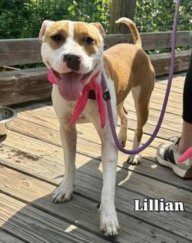 LILLIAN -  Terrier Dog for Adoption in Holbrook, New York - LILLIAN | PetCurious