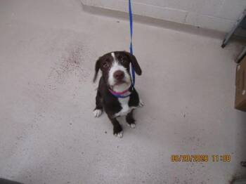 Pluto (313) -  Pointer Dog for Adoption in Marietta, Georgia - Pluto (313) | PetCurious