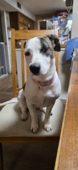 Rescue Terrier Dogs for Adoption in Plymouth, Michigan - Mariposa | PetCurious