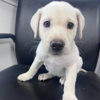 Buttercup -  Labrador Retriever and Mixed Breed Dog for Adoption in Waco, Texas - Buttercup | PetCurious