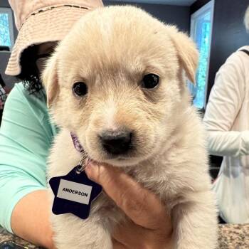 Anderson -  Mixed Breed Dog for Adoption in San Francisco, California - Anderson | PetCurious