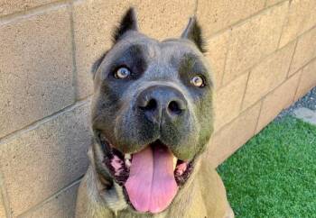 ZEUS -  Cane Corso and Mixed Breed Dog for Adoption in Moreno Valley, California - ZEUS | PetCurious