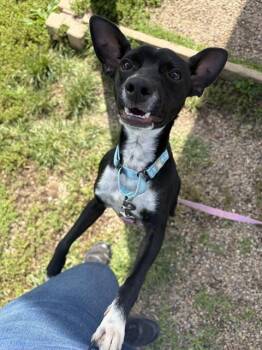 DANDY -  Chihuahua and Mixed Breed Dog for Adoption in Aliquippa, Pennsylvania - DANDY | PetCurious