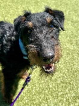 Mixed Breed Dogs Available for Adoption in Wichita, Kansas - Big Mountain Fudgecake | PetCurious