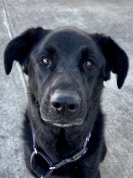 Rescue Newfoundland Dog and German Shepherd Dog Dogs for Adoption in Evansville, Indiana - Roxie | PetCurious