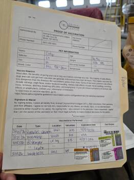 Mixed Breed Dogs Available for Adoption - Radar [26-6736] | PetCurious