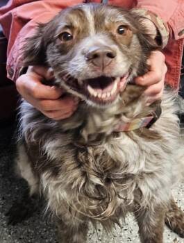 Collie and Mixed Breed Dogs Available for Adoption in Homewood, Illinois - Iris | PetCurious