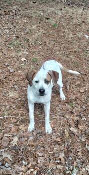 Spaniel and Labrador Retriever Dogs Available for Adoption - Bucky | PetCurious