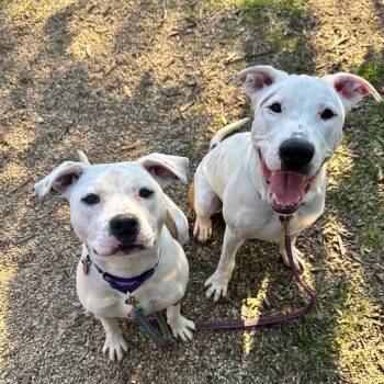 The Sorting Hat -  Mixed Breed Dog for Adoption in Wheeling, Illinois - The Sorting Hat | PetCurious