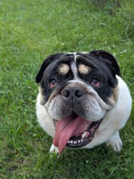 Wilma -  English Bulldog Dog for Adoption in Whitewater, Wisconsin - Wilma | PetCurious