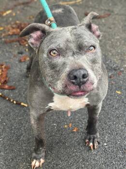 Busa -  Pit Bull Terrier Dog for Adoption in Anderson, Indiana - Busa | PetCurious