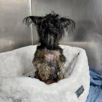 Paris -  Yorkshire Terrier and Mixed Breed Dog for Adoption in Philadelphia, Pennsylvania - Paris | PetCurious