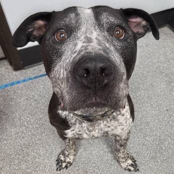 Pit Bull Terrier Dogs Available for Adoption in Durango, Colorado - Mac | PetCurious