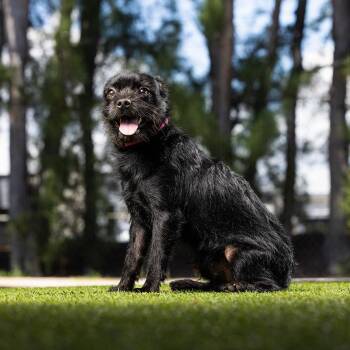 Pepsi -  Mixed Breed Dog Available for Adoption in Jupiter, Florida - Pepsi | PetCurious