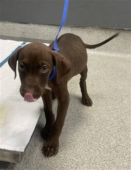 DEWY -  Labrador Retriever and Mixed Breed Dog for Adoption in Tallahassee, Florida - DEWY | PetCurious