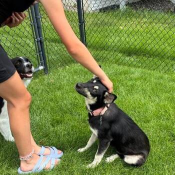 Banaenae -  Mixed Breed Dog for Adoption in Buffalo, Minnesota - Banaenae | PetCurious