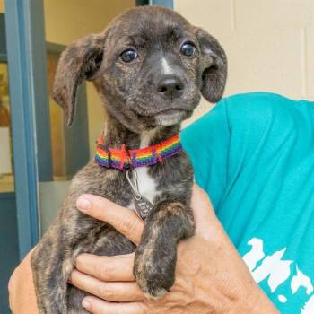 Black Mouth Cur and Mixed Breed Dogs Available for Adoption in St. Louis, Missouri - ASPEN | PetCurious