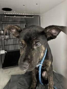 Finnley 484-26 -  Dutch Shepherd and Mixed Breed Dog for Adoption in Cumming, Georgia - Finnley 484-26 | PetCurious