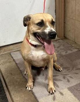 Tanner -  Mixed Breed Dog for Adoption in Denison, Iowa - Tanner | PetCurious