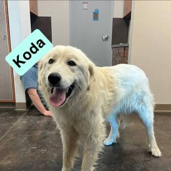 Koda -  Great Pyrenees Dog for Adoption in Cedar Rapids, Iowa - Koda | PetCurious