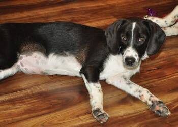 Oreo -  Border Collie Dog for Adoption in Crocker, Missouri - Oreo | PetCurious