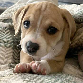 Hound Dogs Available for Adoption - Ginger | PetCurious