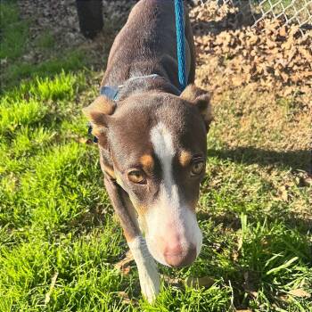 Hound Dogs Available for Adoption - Shamrock | PetCurious