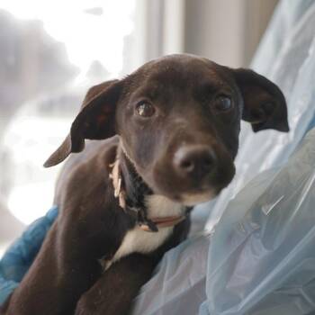 A806373 -  Labrador Retriever Dog for Adoption in San Antonio, Texas - A806373 | PetCurious