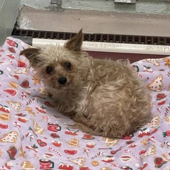 S63966 -  Yorkshire Terrier Dog for Adoption in Newark, New Jersey - S63966 | PetCurious
