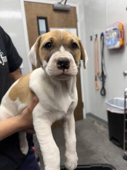 Mixed Breed Dogs Available for Adoption in North Charleston, South Carolina - 06687B Madison | PetCurious