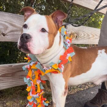 Rescue Terrier Dogs for Adoption in Leesburg, Virginia - Goose | PetCurious