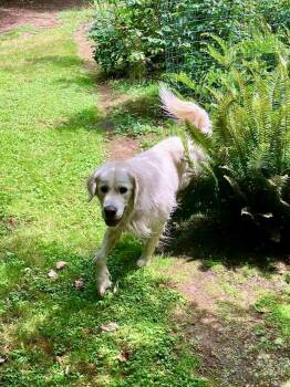 Ruggles -  Golden Retriever Dog for Adoption in Bellingham, Washington - Ruggles | PetCurious