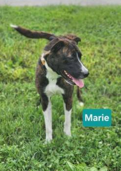 Marie -  Plott Hound and Mixed Breed Dog for Adoption in Clinton, Missouri - Marie | PetCurious