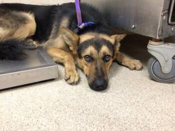 HOUDINI -  German Shepherd Dog Dog for Adoption in Riverside, California - HOUDINI | PetCurious