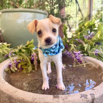 Sparrow -  Chihuahua Dog for Adoption in Modesto, California - Sparrow | PetCurious