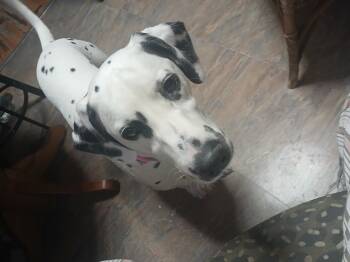 Rescue Dalmatian Dogs for Adoption in Tenafly, New Jersey - Samantha | PetCurious