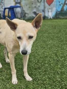 Mixed Breed Dogs Available for Adoption in Savannah, Georgia - Queso Blanco | PetCurious