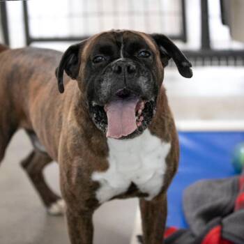 Alex (JN26-10) -  Boxer Dog for Adoption in Peyton, Colorado - Alex (JN26-10) | PetCurious