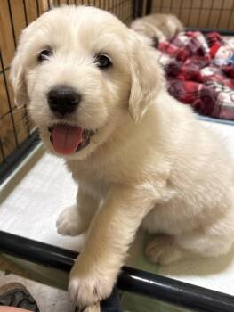Great Pyrenees Dogs Available for Adoption in San Saba, Texas - Teddy | PetCurious