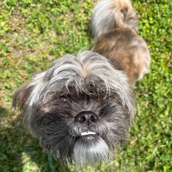 Shih Tzu and Mixed Breed Dogs Available for Adoption in Chesapeake, Virginia - Kobi AKA Scarlo | PetCurious